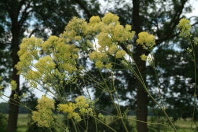 Thalictrum flavumPoelruit bestellen